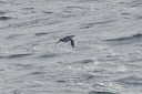 IMG_1523_1CommonMurre_aka_CommonGuillmote.JPG