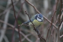 IMG_1600_BlueTit_with_Specks_on_bill-base.JPG
