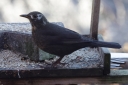 IMG_1608_Blackbird_female_Leucism.JPG