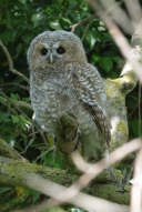 IMG_1711_TawnyOwl_few_daysoder_pullus.JPG