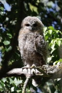IMG_2059_TawnyOwl_Large_pullus_claws.JPG