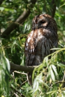 IMG_2112_TawnyOwl_HighFormat_Adult_Front_headTurn.JPG