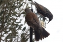 IMG_2190_Fieldfare_withCommonStarling_eating_Margerine.JPG