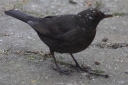 IMG_2240_Blackbird_female_Leusicm_.JPG