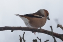 IMG_2289_Hawfinch_Male_SideView_Jump.JPG