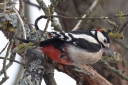 IMG_2340_GreaterSpottedWoodpecker_Male_SideView.JPG