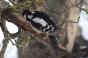 IMG_2368_GreaterSpottedWoodpecker_Male_Back.JPG