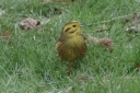 IMG_2475_Yellowhammer_male_on_lawn.JPG