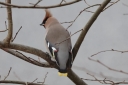 IMG_2559_BohemianWaxwing_2Cy_Possible_male.JPG