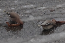 IMG_2592_BohemainWaxwing_2Birds_DringWater_onRoad_salty.JPG
