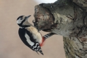 IMG_2607_GreaterSpottedWoodpecker_Male_SideView.JPG