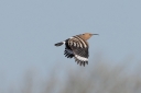 IMG_3204_Hoopoe_Female_2Cy_FlyBy_WingDown.JPG