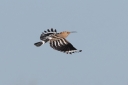 IMG_3214_Hoopoe_WingSpread_flyby_Above.JPG