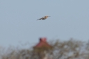 IMG_3222_Hoopoe_and_LightHouse.JPG