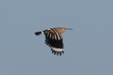 IMG_3271_Hoopoe_FlyBy_wingDown.JPG