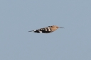 IMG_3277_Hoopoe_FlyBy_Dart.JPG