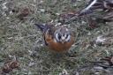 IMG_3362_Brambling_with_Facial_leucisme_front.JPG