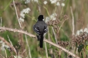 IMG_4152_WhiteWagtail_eastern-form_Male_BackView.JPG