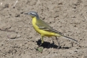 IMG_4388_YellowWagtail_Male_Flava_SideView.JPG