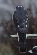 IMG_4411_EuropeanSparrowHawk_Adult_male_Back_owl_eyes-on-nape.JPG