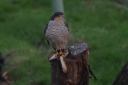 IMG_4768_EuropeanSparrowhawk_Adult_male_Front.JPG