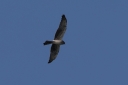 IMG_8208_MontagusHarrier_Male_2Cy_Below.JPG