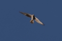 IMG_8240_MontagusHarrier_Male_2Cy_BelowFront.JPG