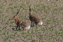 IMG_8472_Mammal_Hare_two.JPG