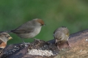 IMG_9223_BlackCap_female_with_friends.JPG