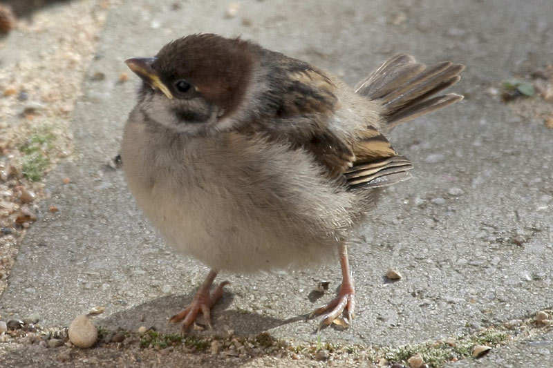 yderligere han gruppe Skovspurv (Eurasian Tree Sparrow) - Skovspurv (Eurasian Tree Sparrow,  Passer montanus) - Fotogalleri for Gedser Fuglestation