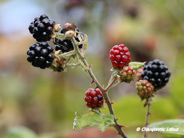 013-Planter (Plants) Almindelig Brombær (European blackberry, plicatus) - Fotogalleri Gedser Fuglestation