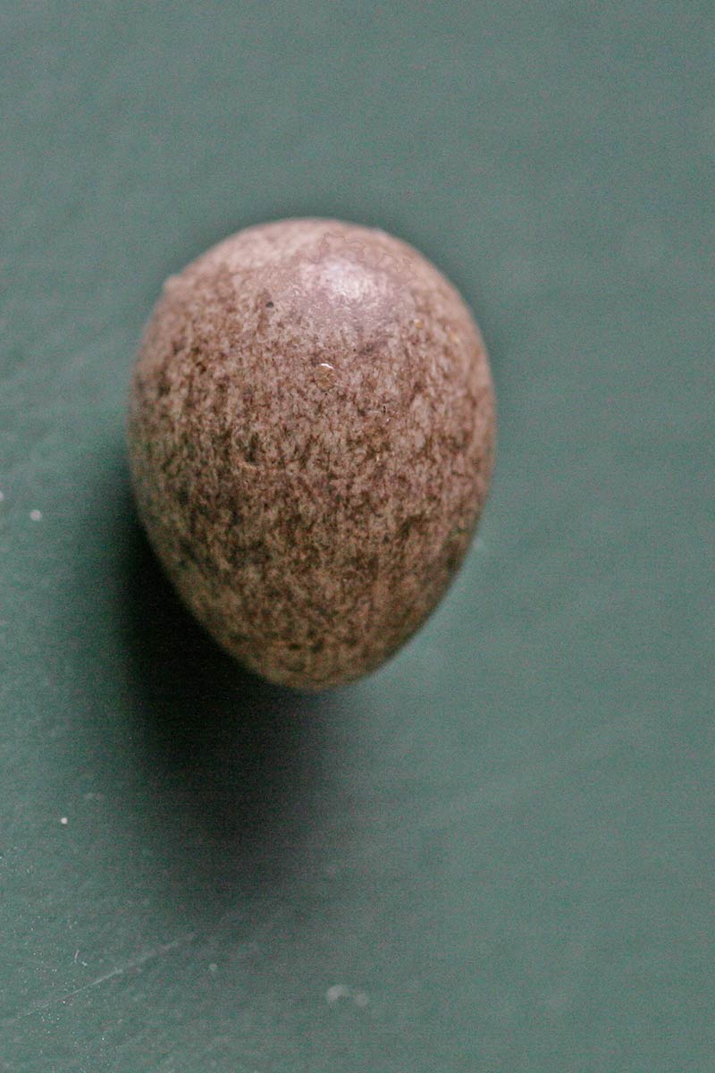 015-Æg - Gråspurv æg (House Sparrow Egg, Passer domesticus) - Fotogalleri Gedser Fuglestation