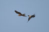 100_0315_harrier-marsh_and_crow_attack.jpg