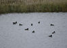100_6209-tufted-duck_flock_on_water.jpg