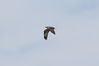185H5700_osprey_wing_up_and_below.jpg