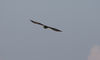 185H6711-SP-hawk_1CY-poss-feale_glide_front-view_patch-on-wing.jpg