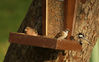 185H7325-bogfinke-sortmejse-skovspurv-foderhus~0.jpg