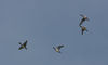 Gedser-11-09-08-(5)-pibeand_overfly-small-flock.jpg