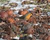 IMGA0387-Robin_on-ground-side_and_front-virew.jpg
