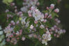 IMGC3985_apple-tree_blooming.jpg