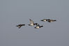 IMGC8482_duck-tufted_flock_flyby.jpg
