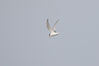 IMGC9876_Tern-little_flyby.jpg