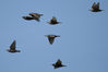 IMGD3965_starling_flock_flyby.jpg