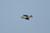 IMGD3990_skovspurve_flyby-below.jpg