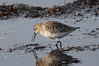IMGF7456_dunlin_sideView.jpg