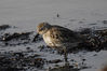 IMGF7653_dunlin_1Cy_sideView.jpg