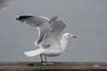 IMG_6702_gull_herring_ad_about_to_fly.jpg