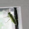 IMG_9050-insect_green_in-door.jpg