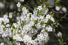 Prunus_Kroghage-23-04-09-(6).jpg
